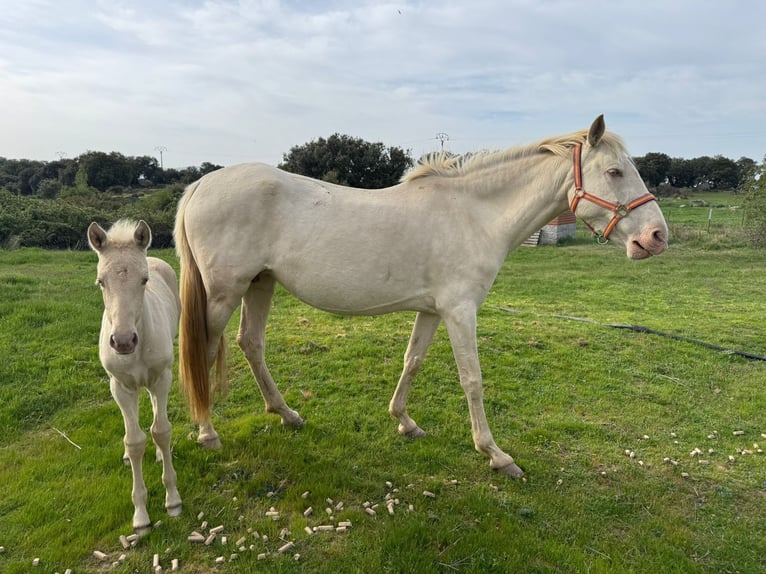PRE Croisé Jument 6 Ans 163 cm Perlino in Avila