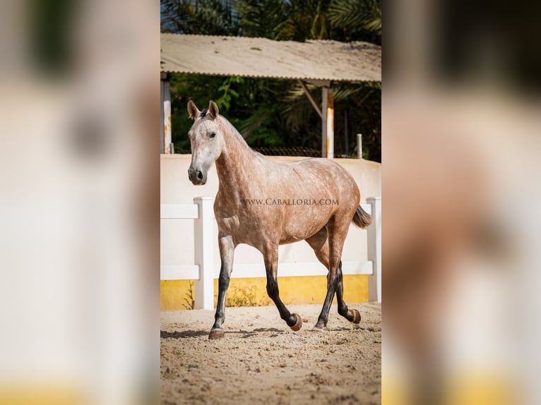 PRE Croisé Jument 6 Ans 164 cm Aubère in Rafelguaraf