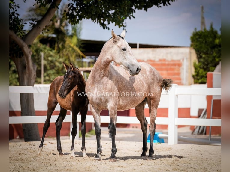 PRE Croisé Jument 6 Ans 164 cm Aubère in Rafelguaraf