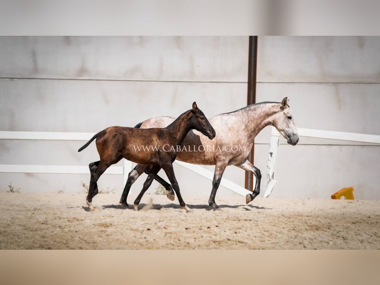 PRE Croisé Jument 6 Ans 164 cm Aubère in Rafelguaraf