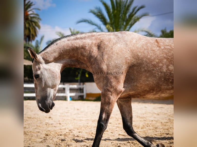 PRE Croisé Jument 6 Ans 164 cm Aubère in Rafelguaraf