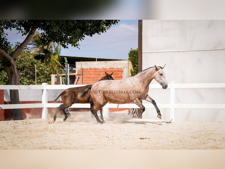 PRE Croisé Jument 6 Ans 164 cm Aubère in Rafelguaraf