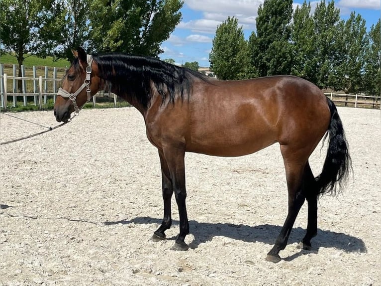 PRE Croisé Jument 6 Ans 164 cm Bai cerise in NAVAS DEL MADRONO