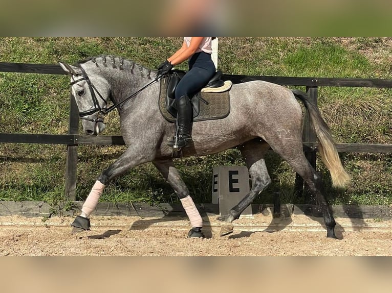 PRE Croisé Jument 6 Ans 164 cm Gris in NAVAS DEL MADRONO