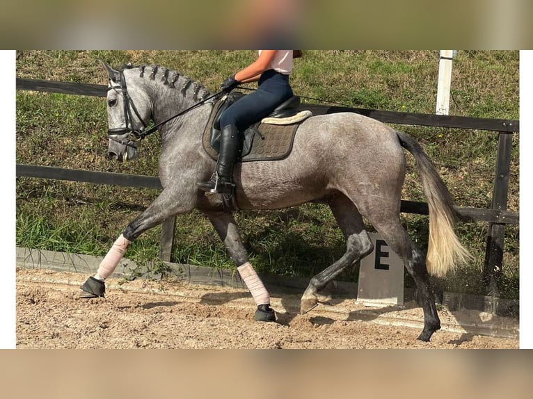 PRE Croisé Jument 6 Ans 164 cm Gris in NAVAS DEL MADRONO