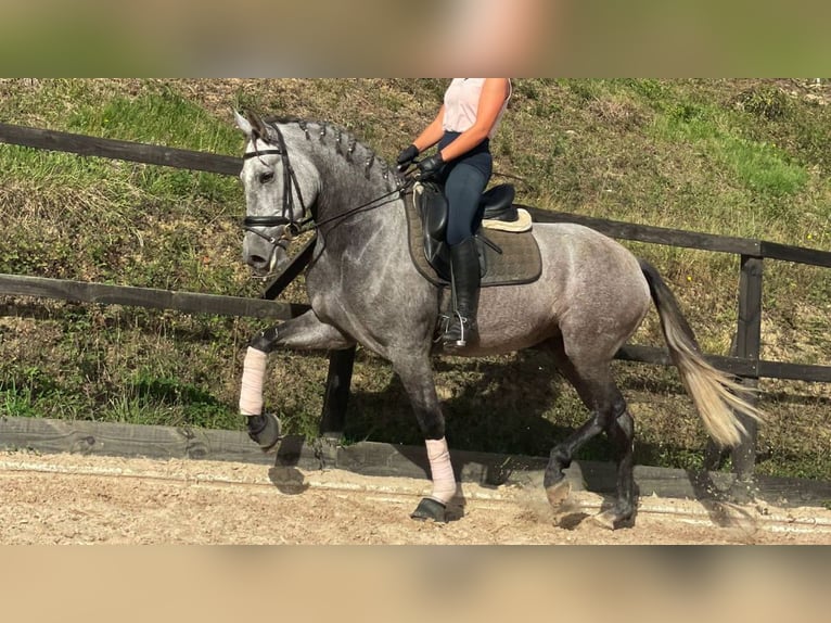 PRE Croisé Jument 6 Ans 164 cm Gris in NAVAS DEL MADRONO