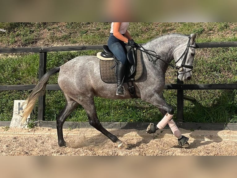 PRE Croisé Jument 6 Ans 164 cm Gris in NAVAS DEL MADRONO