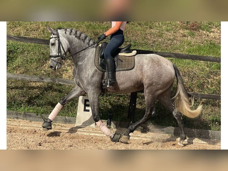 PRE Croisé Jument 6 Ans 164 cm Gris in NAVAS DEL MADRONO