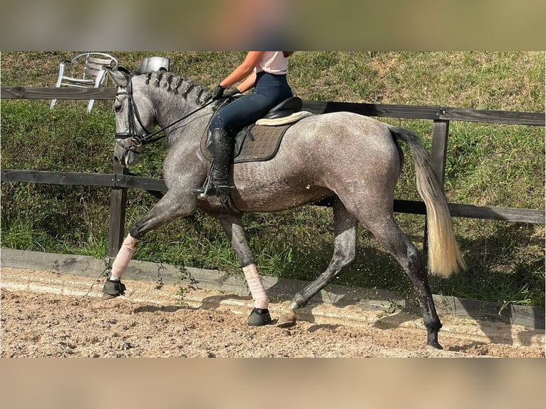 PRE Croisé Jument 6 Ans 164 cm Gris in NAVAS DEL MADRONO