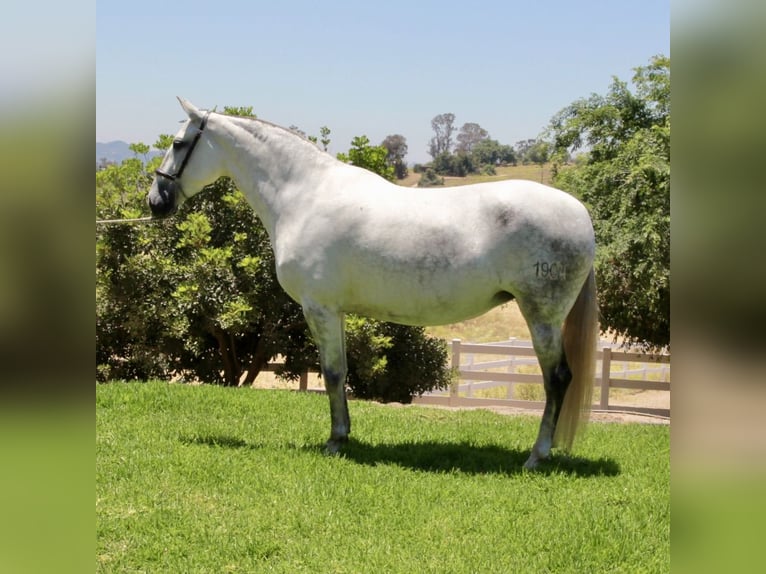 PRE Jument 6 Ans 164 cm Gris in Ramona