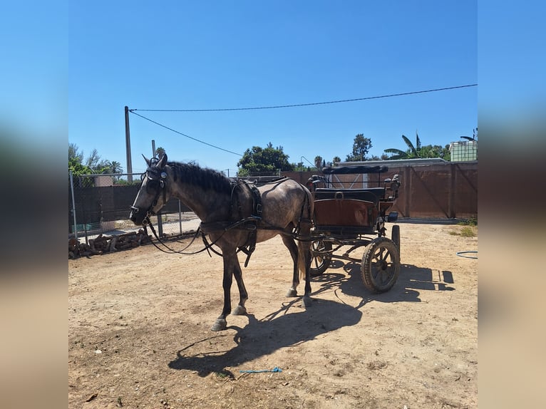 PRE Jument 6 Ans 165 cm Gris in Jerez De La Frontera