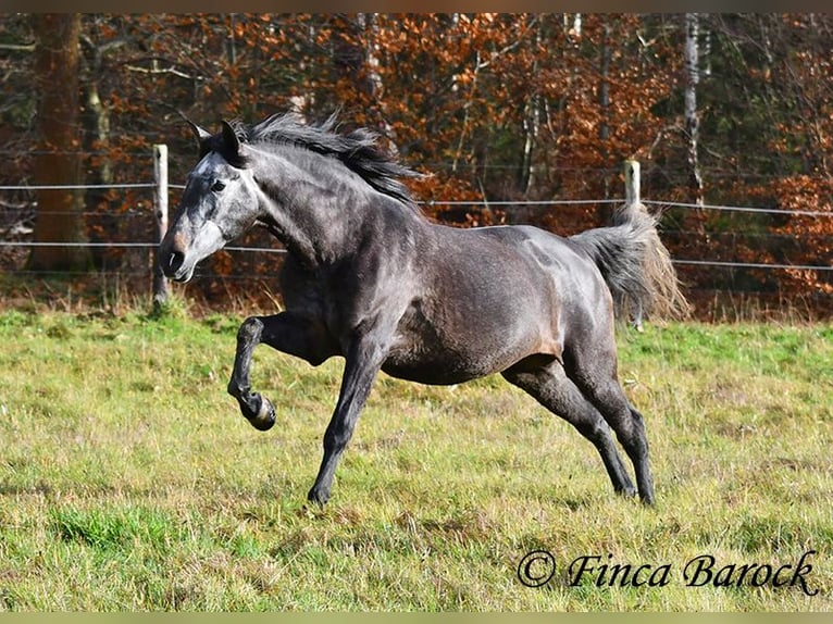 PRE Croisé Jument 6 Ans 165 cm Gris in Wiebelsheim