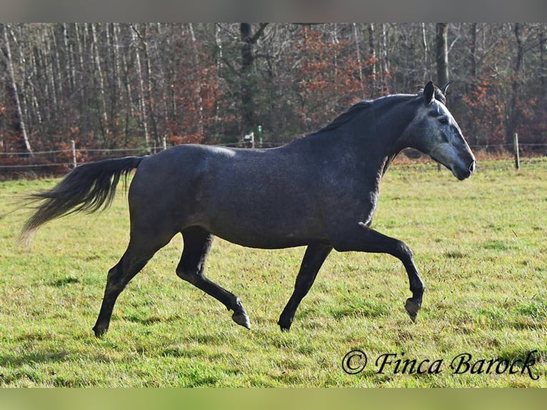 PRE Croisé Jument 6 Ans 165 cm Gris in Wiebelsheim