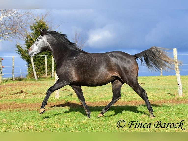 PRE Croisé Jument 6 Ans 165 cm Gris in Wiebelsheim