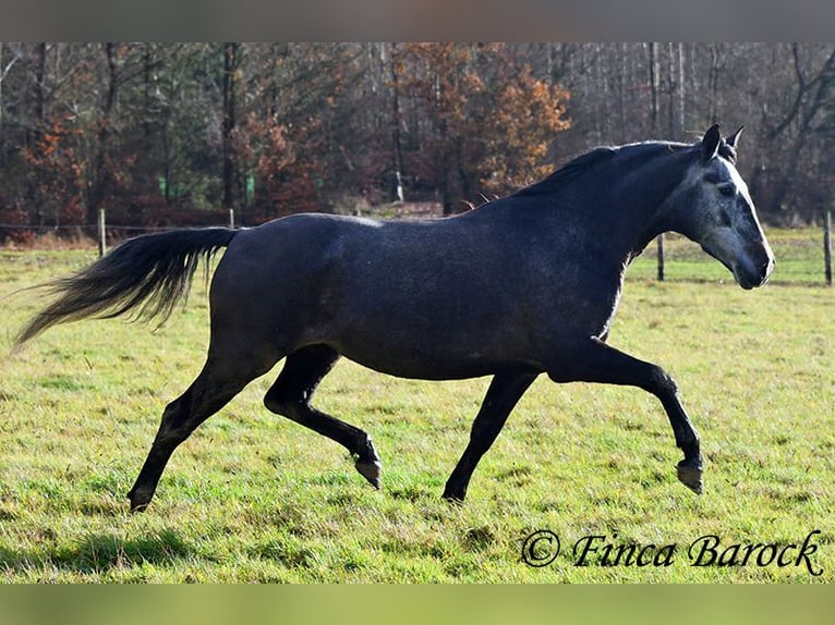 PRE Croisé Jument 6 Ans 165 cm Gris in Wiebelsheim