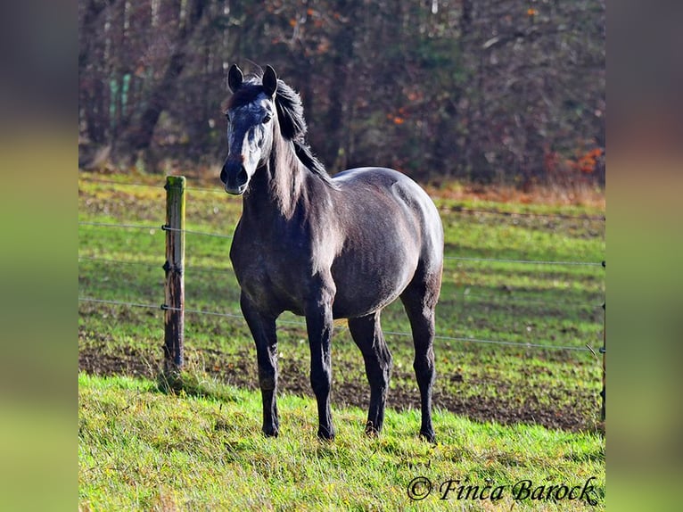 PRE Croisé Jument 6 Ans 165 cm Gris in Wiebelsheim