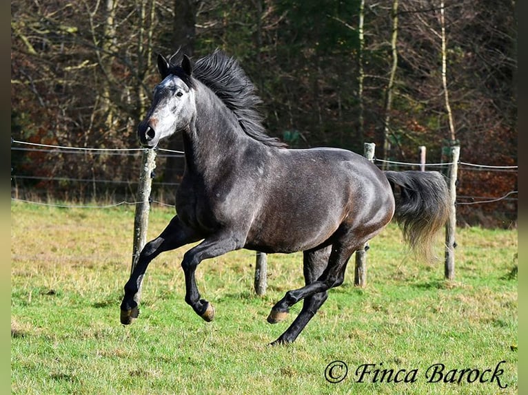 PRE Croisé Jument 6 Ans 165 cm Gris in Wiebelsheim