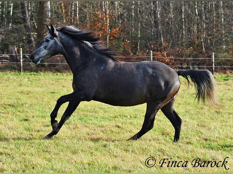 PRE Croisé Jument 6 Ans 165 cm Gris in Wiebelsheim