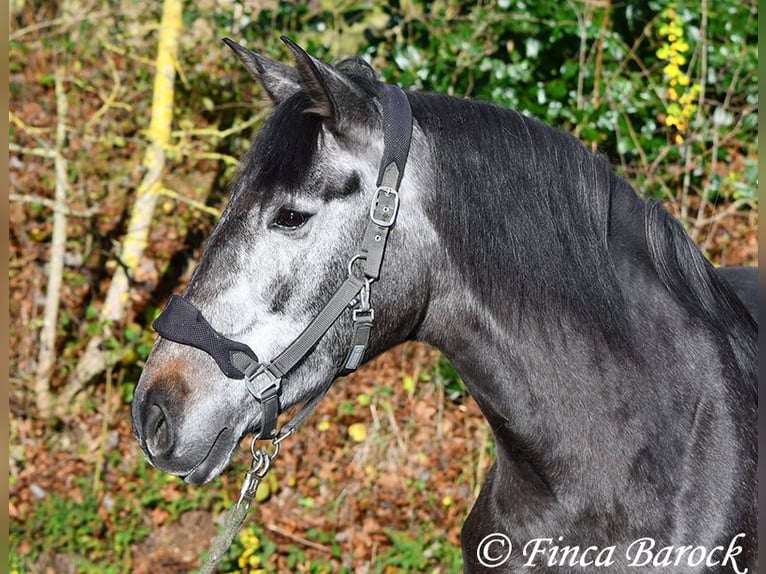 PRE Croisé Jument 6 Ans 165 cm Gris in Wiebelsheim