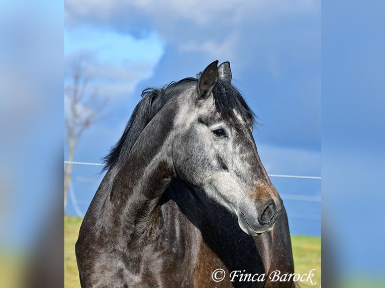 PRE Croisé Jument 6 Ans 165 cm Gris in Wiebelsheim