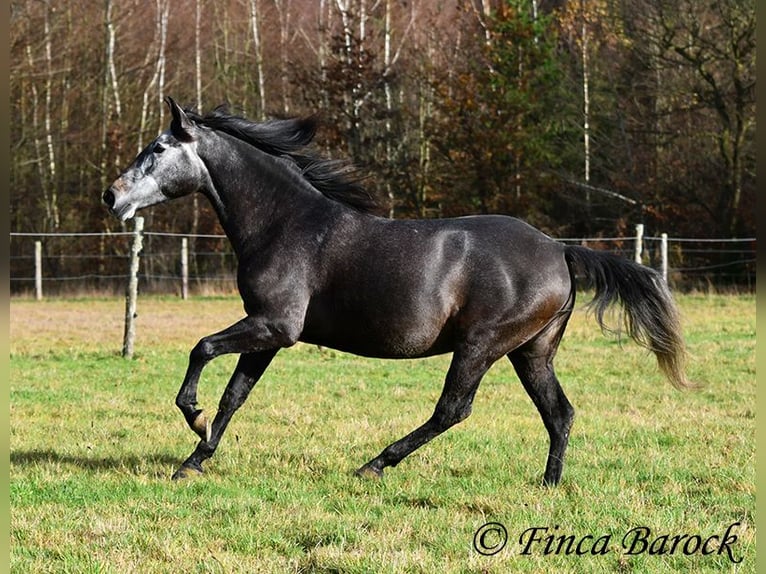 PRE Croisé Jument 6 Ans 165 cm Gris in Wiebelsheim