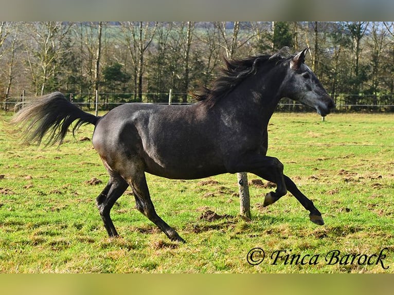 PRE Croisé Jument 6 Ans 165 cm Gris in Wiebelsheim