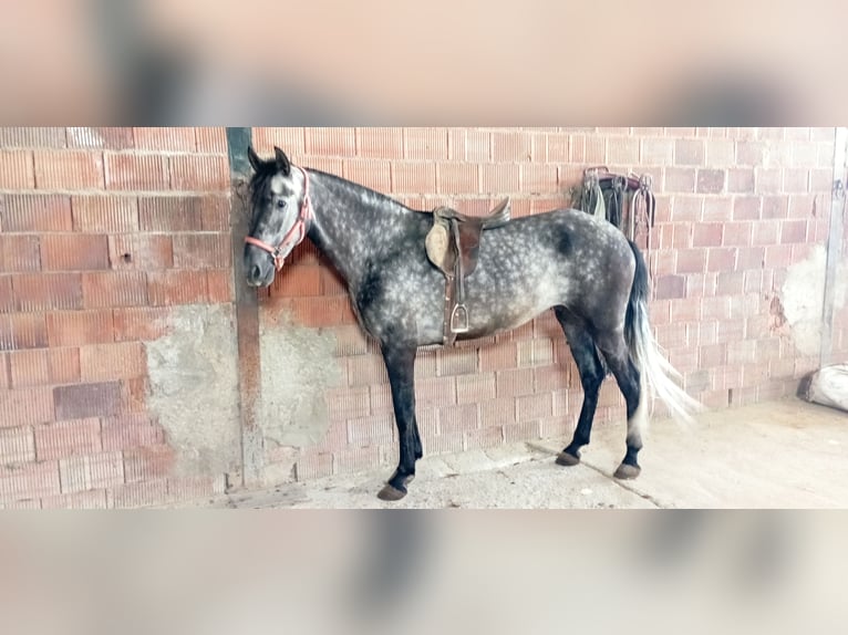 PRE Jument 6 Ans 165 cm Gris pommelé in Aguilar De La Frontera