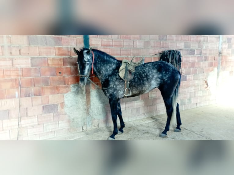 PRE Jument 6 Ans 165 cm Gris pommelé in Aguilar De La Frontera