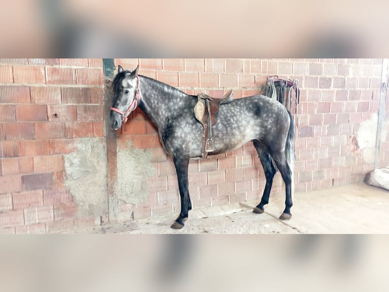 PRE Jument 6 Ans 165 cm Gris pommelé in Aguilar De La Frontera