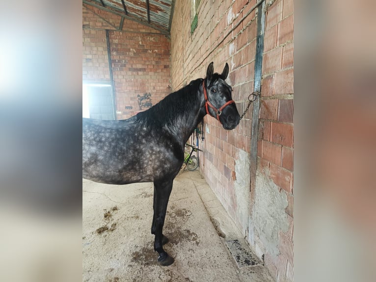 PRE Jument 6 Ans 165 cm Gris pommelé in Aguilar De La Frontera