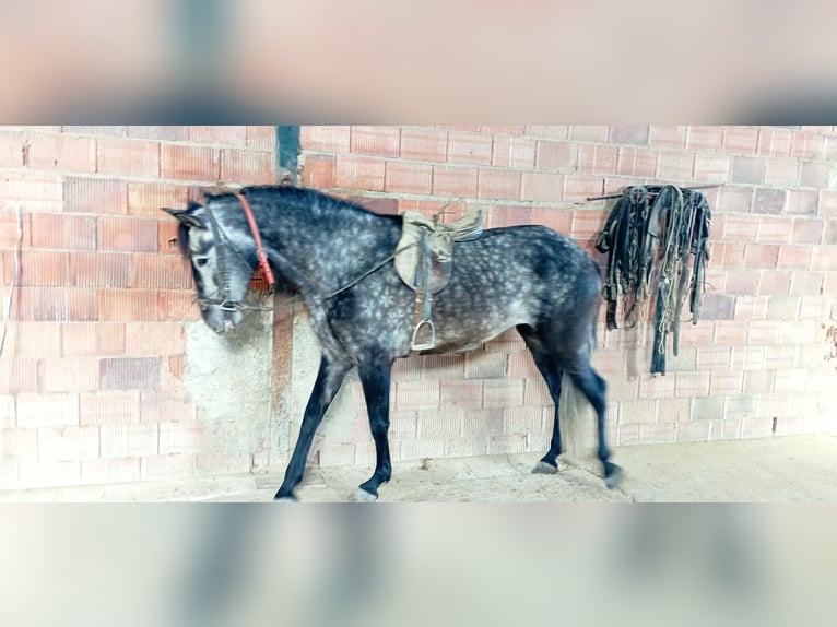 PRE Jument 6 Ans 165 cm Gris pommelé in Aguilar De La Frontera