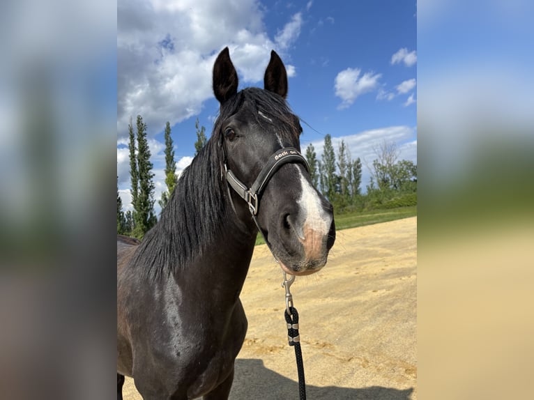 PRE Jument 6 Ans 165 cm Noir in Petit saint Didier