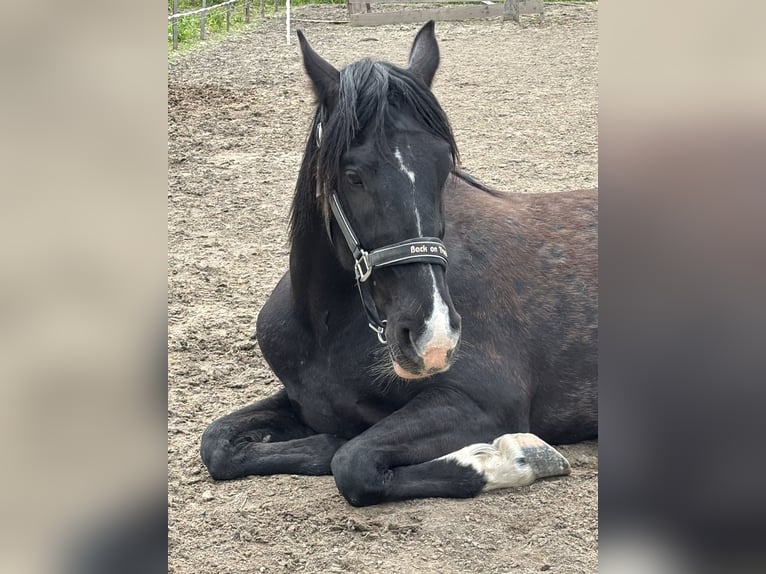 PRE Jument 6 Ans 165 cm Noir in Petit saint Didier
