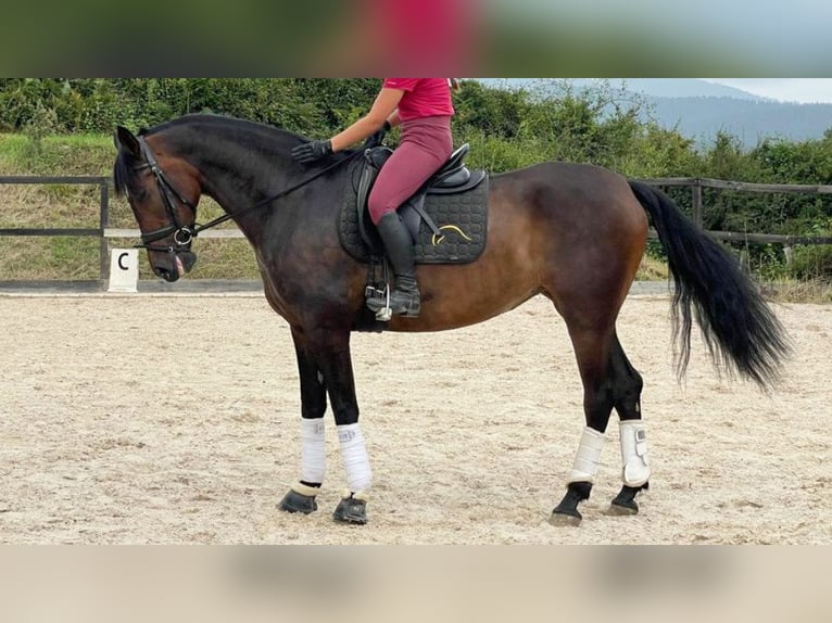 PRE Croisé Jument 6 Ans 166 cm Bai cerise in NAVAS DEL MADRONO