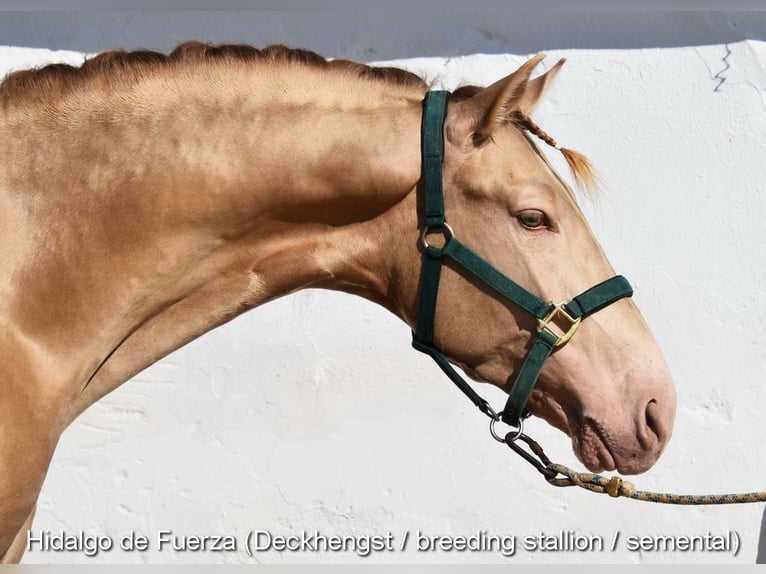 PRE Jument 6 Ans 166 cm Bai in Provinz Cordoba