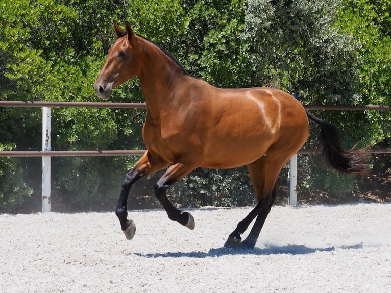 PRE Croisé Jument 6 Ans 167 cm Bai cerise in NAVAS DEL MADRONO