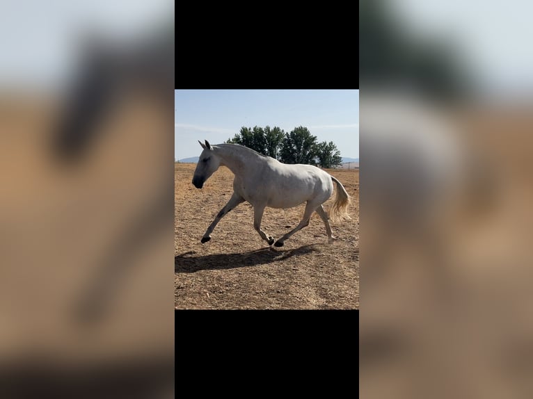 PRE Croisé Jument 6 Ans 167 cm Gris moucheté in El Robledo. Ciudad Real