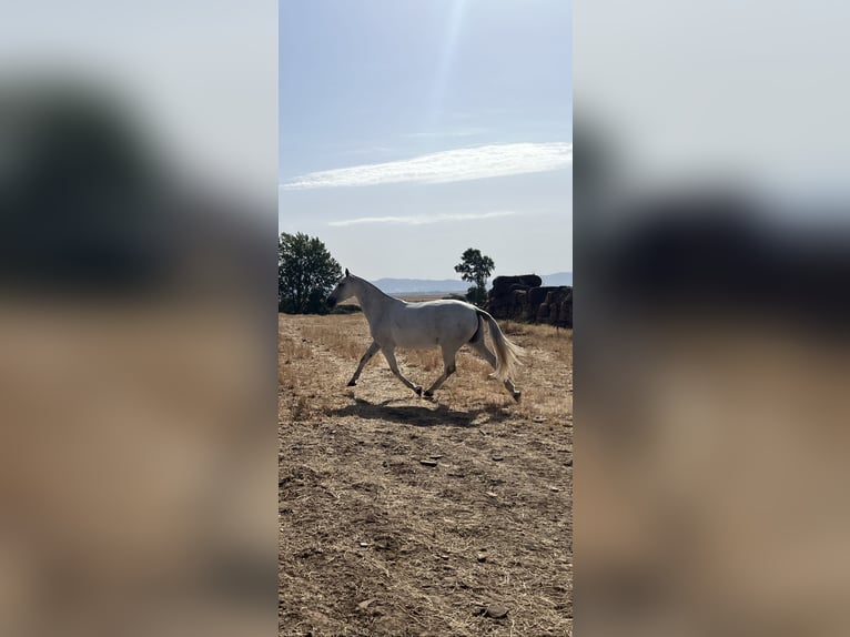 PRE Croisé Jument 6 Ans 167 cm Gris moucheté in El Robledo. Ciudad Real