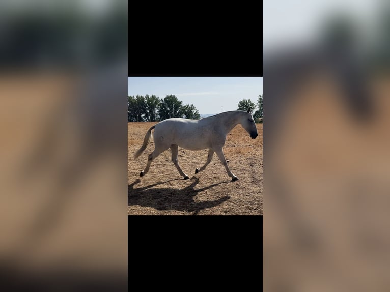 PRE Croisé Jument 6 Ans 167 cm Gris moucheté in El Robledo. Ciudad Real
