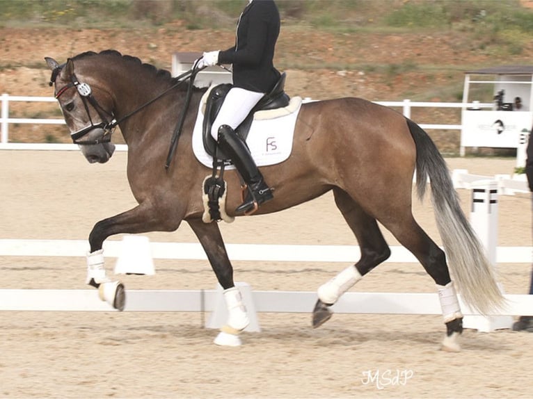 PRE Croisé Jument 6 Ans 168 cm Gris in NAVAS DEL MADRONO