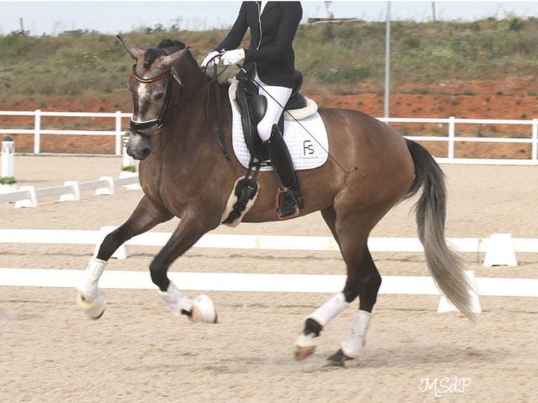 PRE Croisé Jument 6 Ans 168 cm Gris in NAVAS DEL MADRONO