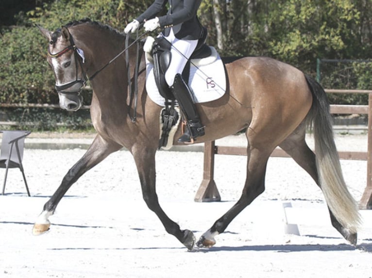 PRE Croisé Jument 6 Ans 168 cm Gris in NAVAS DEL MADRONO