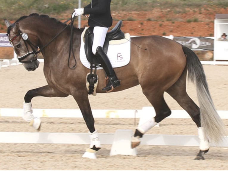 PRE Croisé Jument 6 Ans 168 cm Gris in NAVAS DEL MADRONO