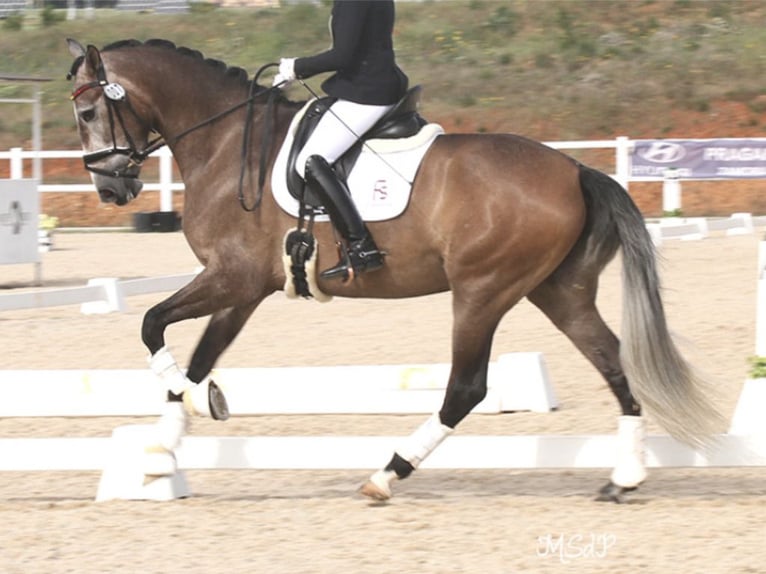 PRE Croisé Jument 6 Ans 168 cm Gris in NAVAS DEL MADRONO