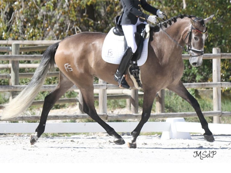 PRE Croisé Jument 6 Ans 168 cm Gris in NAVAS DEL MADRONO