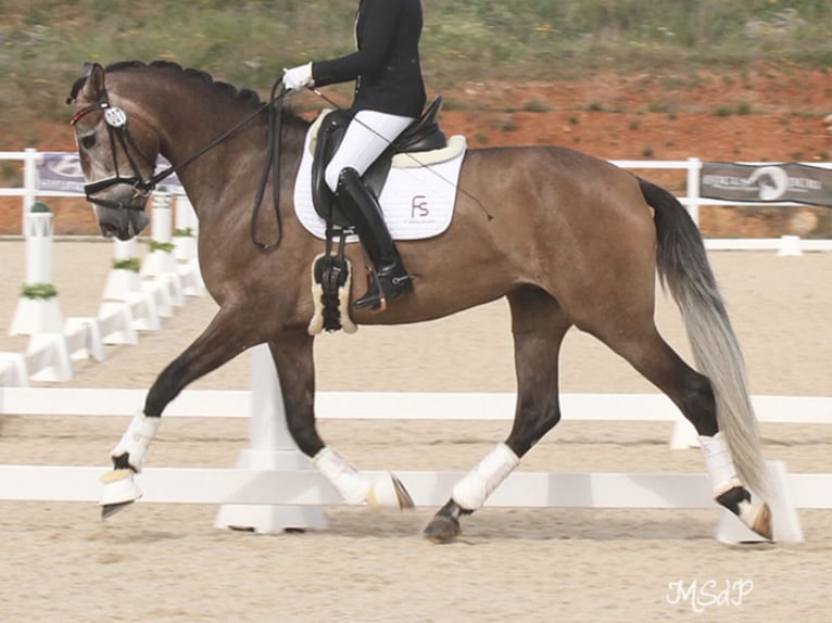 PRE Croisé Jument 6 Ans 168 cm Gris in NAVAS DEL MADRONO