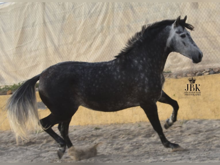 PRE Croisé Jument 6 Ans 168 cm Gris pommelé in Tabernas Almeria