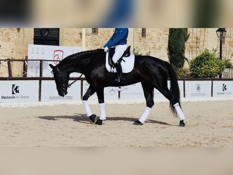 PRE Croisé Jument 6 Ans 169 cm Noir in Madrid