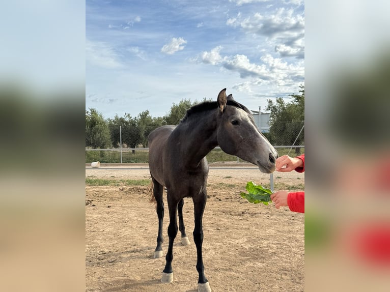 PRE Croisé Jument 6 Ans 170 cm Gris in Cañada