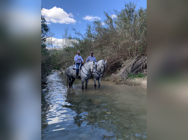 PRE Jument 6 Ans 170 cm Gris in La Viñuela